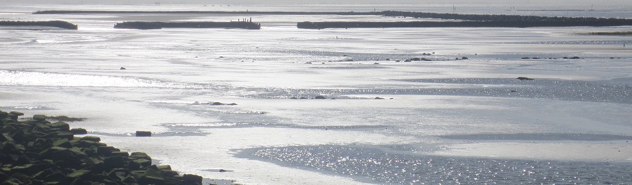 Wilma Bergveld - Amerlander wad - dia.jpg